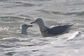 glaucous gull, glaucous gulls-09